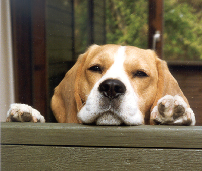 Romeo blev vores anden hund - en hanhund denne gang.
Han er hunden der indfriede alle drmme om en hund. Udstillingsmssigt var han top 3 han 1993-1995 hvorefter han udstillingsmssigt blev pensionist. Han er far til ca. 70 hvalpe i ind og udland og har derved givet sit bidrag til racen.
* 20-09-1991 -  24-01-2003.