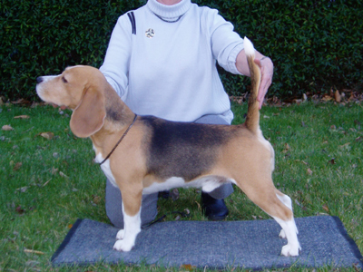 CH Ulradi's Romeo sidste kuld hvalpe blev fdt hos Ulla Hvidberg. Ulradi's Classic Sample, ejet af Maja Munck, har nu fet 3 certifikater og er hermed Dansk Champion. TILLYKKE skal der lyde fra Tameo Beaglerne...