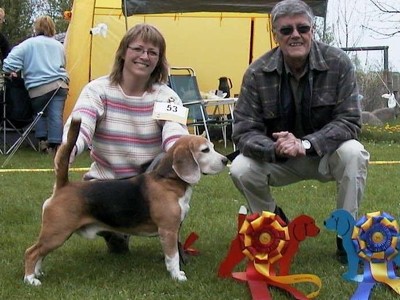 CH Tameo's Playboy blev BEST IN SHOW p Beagle Klubbens udstilling i Nyvang. Dommer var Nils Molin, Sverige.